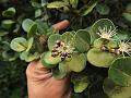 Pretty-Leaved Plum